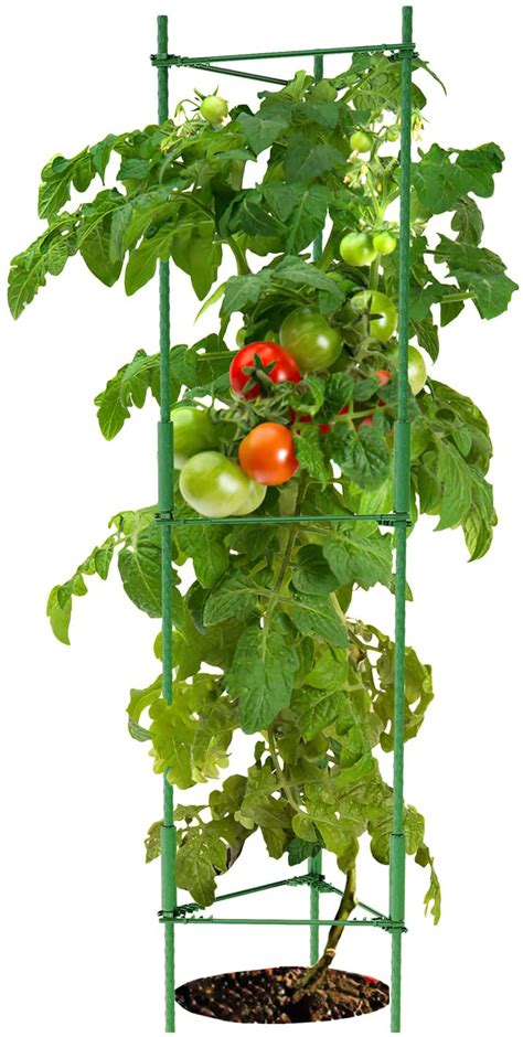 Champion Tomato How To Grow Angelic Home Living