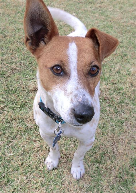 Rusty On Trial In His New Home Small Male Jack Russell Terrier Mix