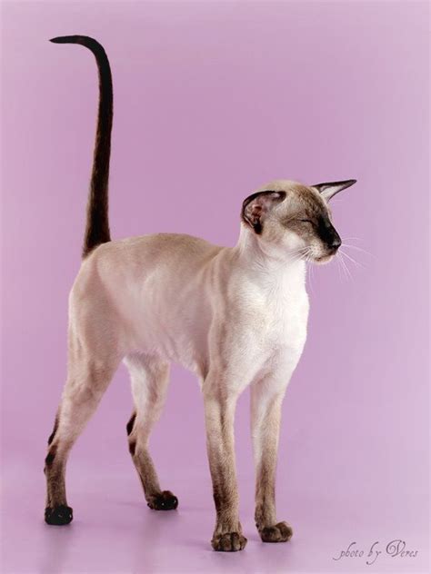 Amikoshiru Cattery Siamese And Oriental Cats Sia And Ori Izhevsk