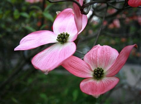 Check spelling or type a new query. Trees, Plants, Flowers: May 2012