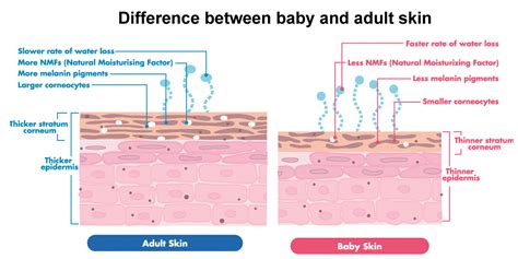 How Is Babys Skin Different From Ours Eltean Group