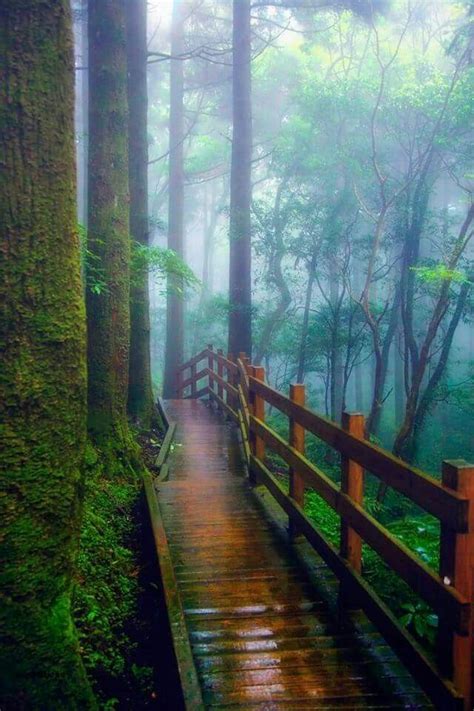 Beautiful Path Through A Forest Wooden Path Beautiful Nature Scenery