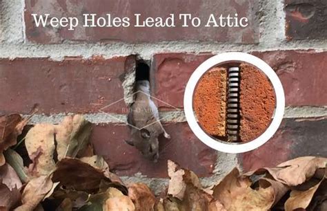 Why do mice eat wiring plastic insulation? 5 Signs You Have Mice In Your Attic And How You Can Remove ...