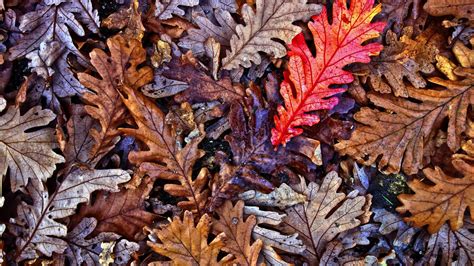 Desktop Wallpaper Oak Leaves Fall Autumn 4k Hd Image Picture