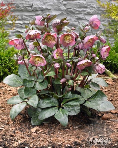 Hellebore Care And Planting Guide How To Grow Lenten Rose Artofit