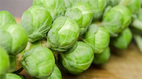 How To Grow Brussels Sprouts At Home Youtube