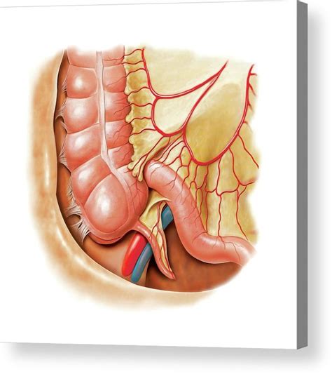 Small Intestine Acrylic Print By Asklepios Medical Atlas Pixels