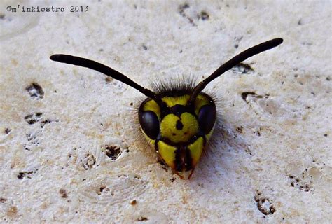 Wasp Wasp Head