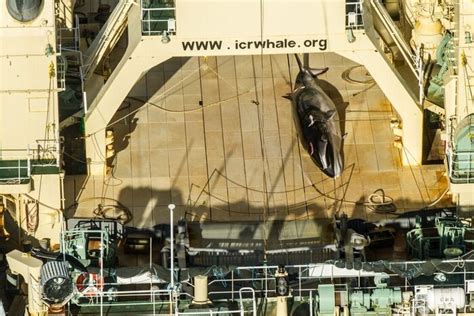 Japanese Ship Nisshin Maru Found In Australia Waters With Dead Whale On
