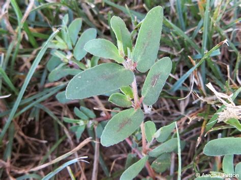 Prostrate Spurge Purdue University Turfgrass Science At Purdue University