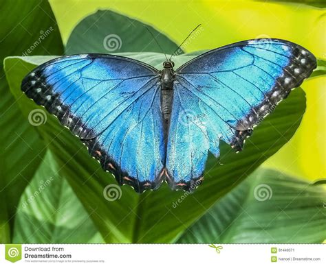 A Beautiful Blue Morpho Butterfly Perched On A Leaf Stock