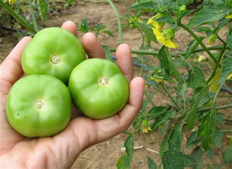 When roasted, tomatillos become a little sweeter and lose some of their tartness. Cisineros Grande Tomatillo, 0.09 g : Southern Exposure ...