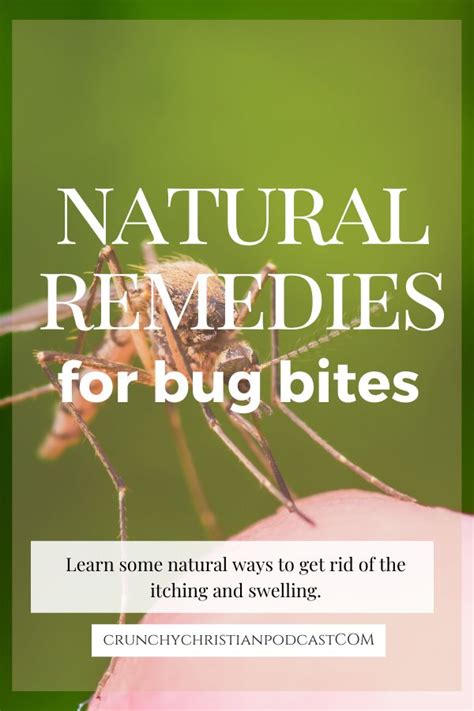 Natural Remedies For Bug Bites Bug Bites Remedies Natural Remedies