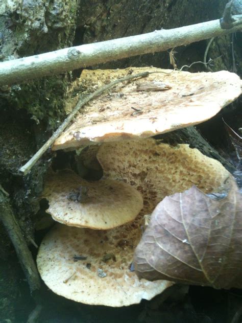 Virginia Spring Mushroom Finds Mushroom Hunting And Identification