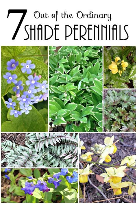 7 Out Of The Ordinary Shade Loving Perennials That Are Easy To Grow