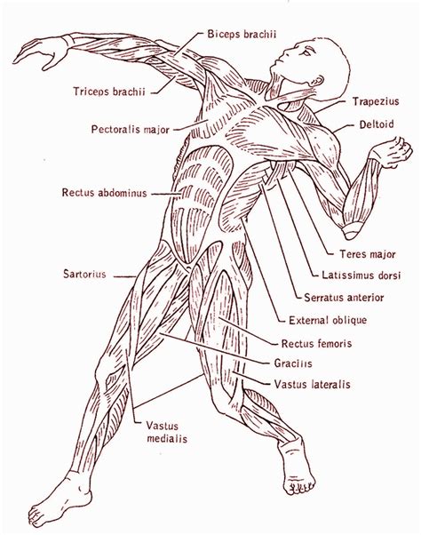 Muscular System Unlabelled Diagram