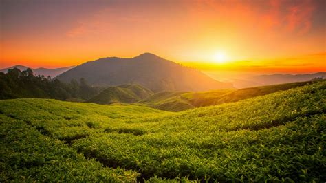 Tea Form 4k Wallpaper Cameron Highlands Sunrise Landscape Hills