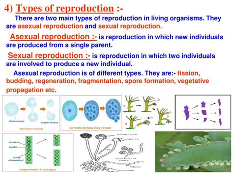 Ppt Chapter 8 How Organisms Reproduce Powerpoint Presentation Free Download Id6099898