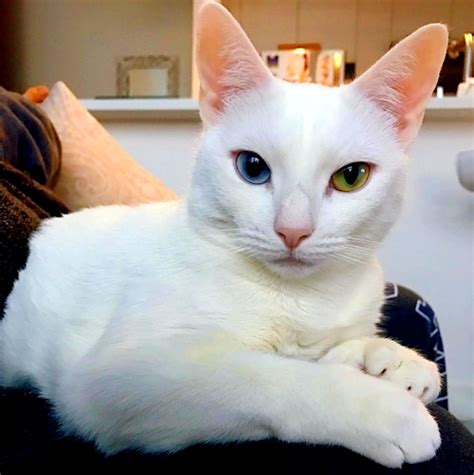 Slideshow get help for migraine relief. Meet Sansa, a Gorgeous White Cat With Feline Hyperesthesia ...