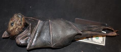 Van Helsing Hanging Bat From Draculas Castle 1
