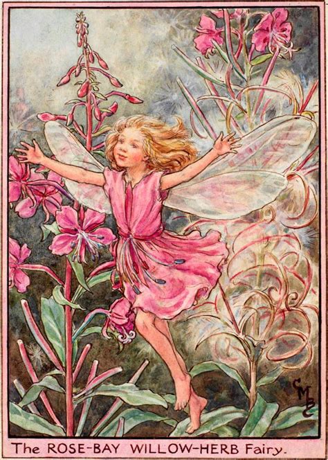 The Rose Bay Willow Herb Fairy Flower Fairies
