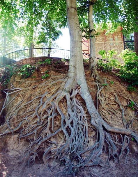 A Large Tree With Its Roots Exposed In The Ground
