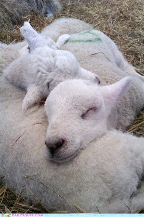 Pin By Katie Kirwan On Squee Sheep Breeds Cute Animals Animals