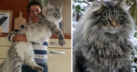 We place all the details of our cats that are looking for a new home on petfinder. 21 Huge Maine Coon Cats That Will Make Your Kitty Look ...