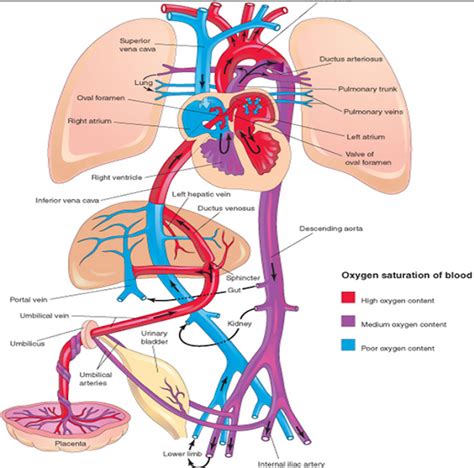 Use our diagram editor to make flowcharts, uml diagrams, er diagrams, network diagrams, mockups, floorplans and many more. 206 bones of the body: Cardiovascular Embryology