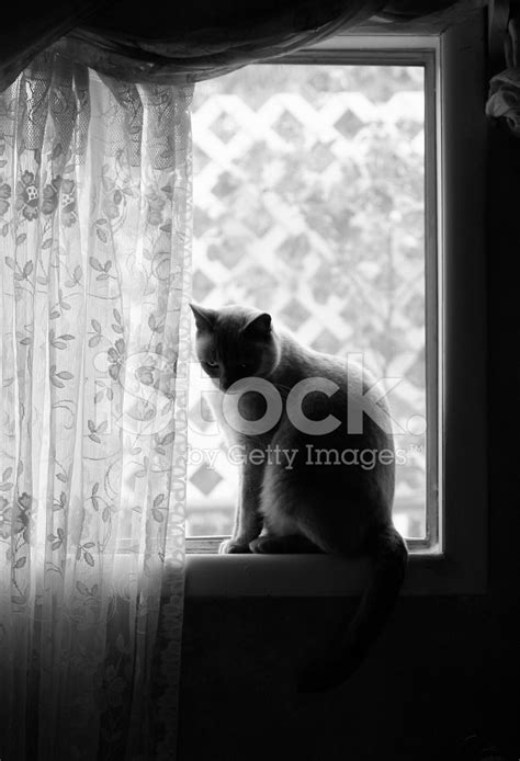 Cat Sitting In Window Sill Black And White Low Key Stock Photo