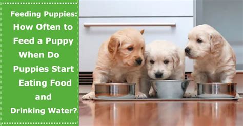 As for the water a puppy should drink every day, during the first three months veterinarians recommend mixing puppy food with water to soften it for example, a 5 month old puppy weighing 1500g should drink approximately 90ml of water daily. Feeding Newborn Puppies: How Often to Feed a Puppy? When Do Puppies Start Eating Food and ...