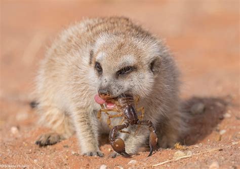 Marvellous Meerkats Mongooses Of The Desert Africa Geographic