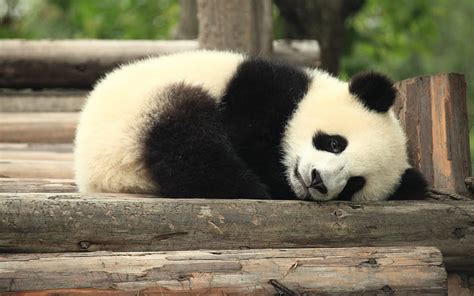 Sleeping Panda Cute Animals Panda Little Bear Cub Sad Panda Sad