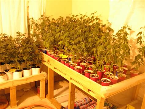 How To Grow Weed Indoors