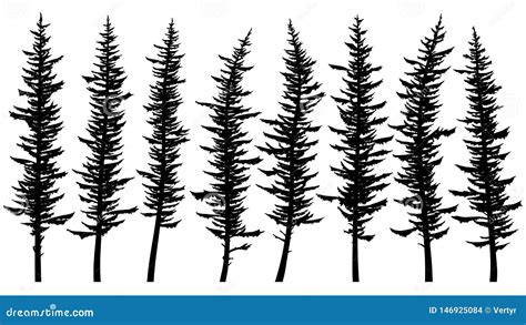 Silhouettes Of Tall Spruce Trees With Rare Branches Vector