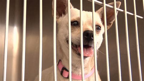 Don't miss what's happening in your neighborhood. Free pet adoptions this weekend due to full animal shelter