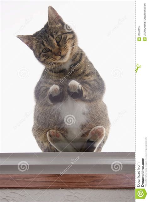 Begging Cat Stock Image Image Of Paws Cute Peek