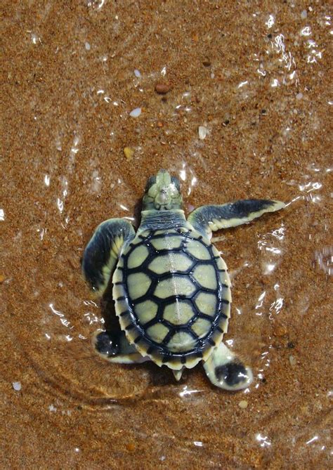 Baby Sea Turtle Sea Turtle Turtle Animals Beautiful