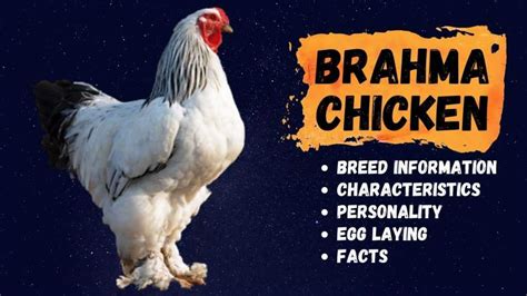 Brahma Chickens Temperament Egg Laying And Qualities