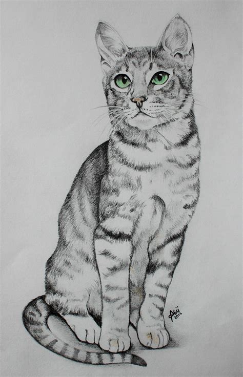 Cat Drawing Pencil Sketch Aleya Wallpaper
