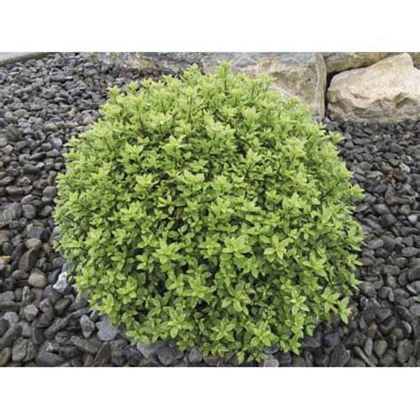 Also, is pittosporum tenuifolium poisonous? Pittosporum Tenuifolium Little Burger - General T&S ...