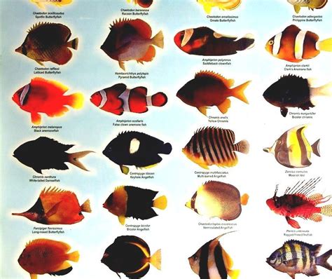 List Of Freshwater Aquarium Fish Species Acquarium Fish