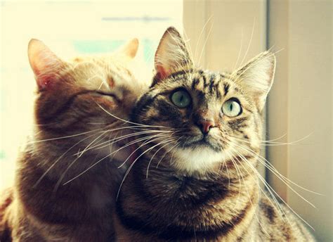 Photo De Chat Amour Entre Deux Chats Qui Nhésitent Pas à Safficher