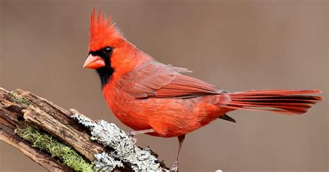What Is The State Bird Of Ohio And Why Birdfact