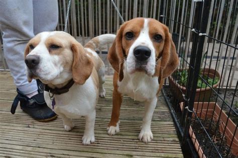 Beagle Puppies For Sale | Jacksonville, FL #212773