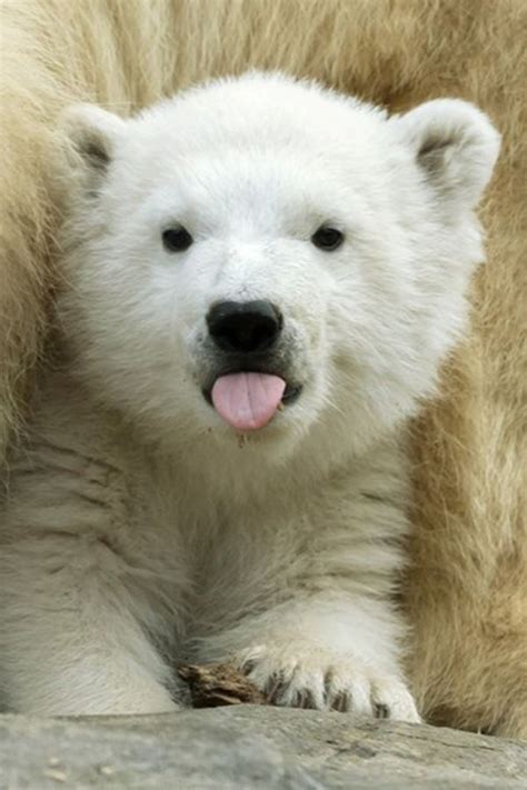 Baby polar bear at Schönbrunn is called Finja Baby polar bears