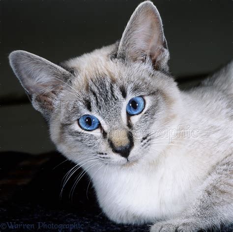 Tabby Point Siamese Cat British Shorthair