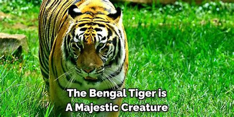 Bengal Tiger Spiritual Meaning Symbolism And Totem