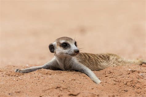 Meerkat Resting On Cool Sand South Africa Photograph By Ann And Steve