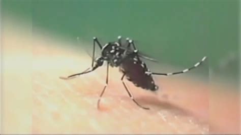 Mosquitoes Carrying West Nile Virus Are 10 Times More Prevalent This